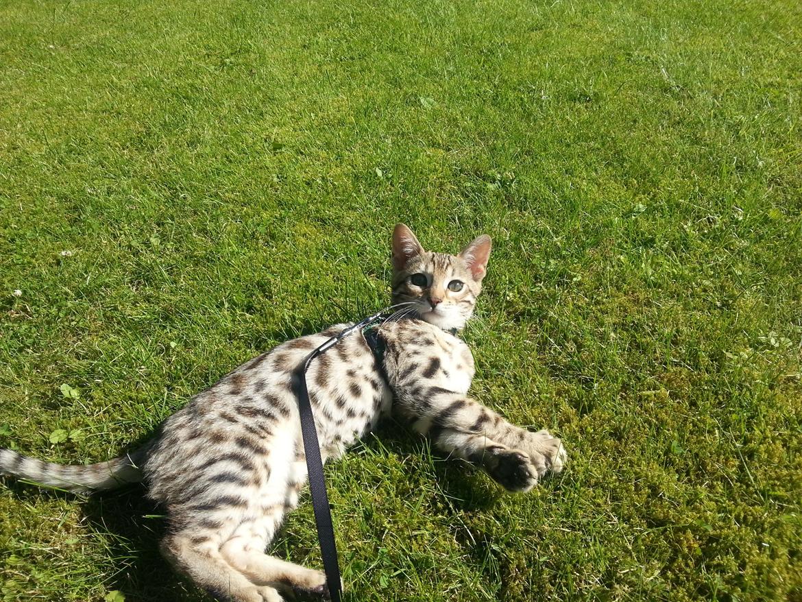 Bengal Pandora alias Panda billede 12