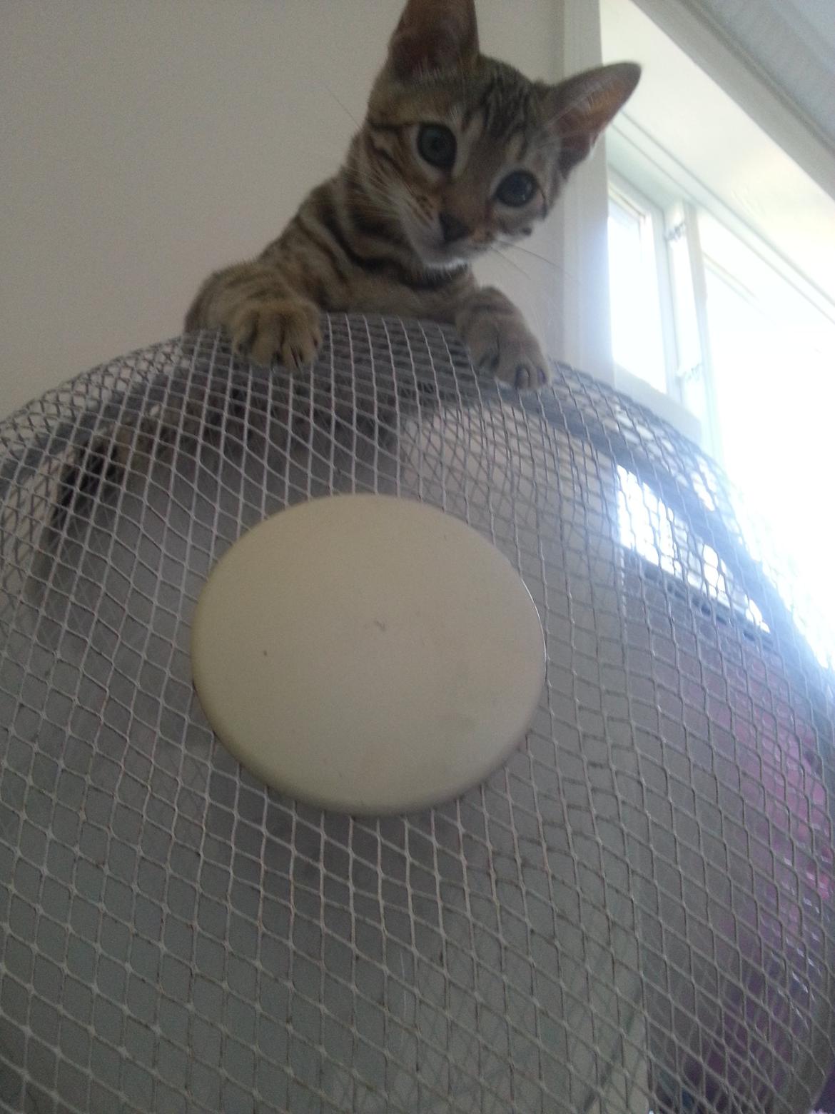 Bengal Pandora alias Panda billede 13