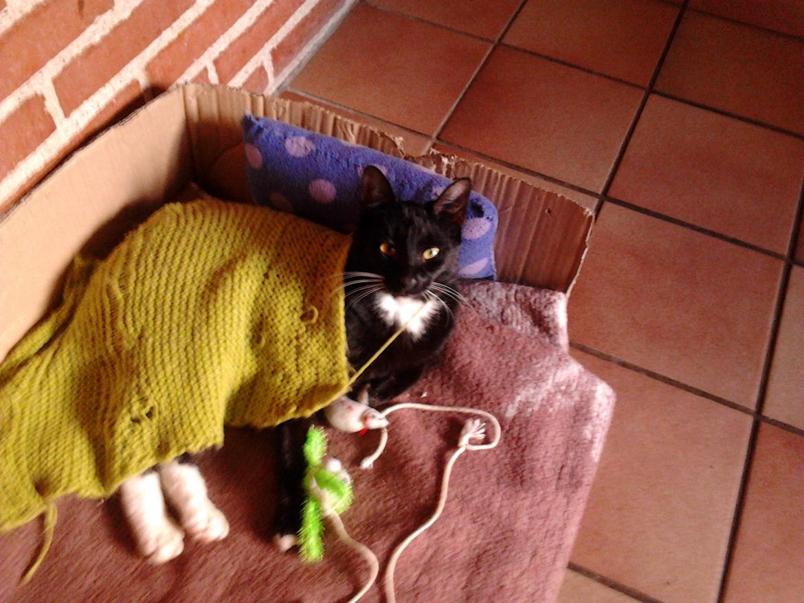 Huskat Speedy (Spring mesteren) - Velkommen til mit galleri billede 1