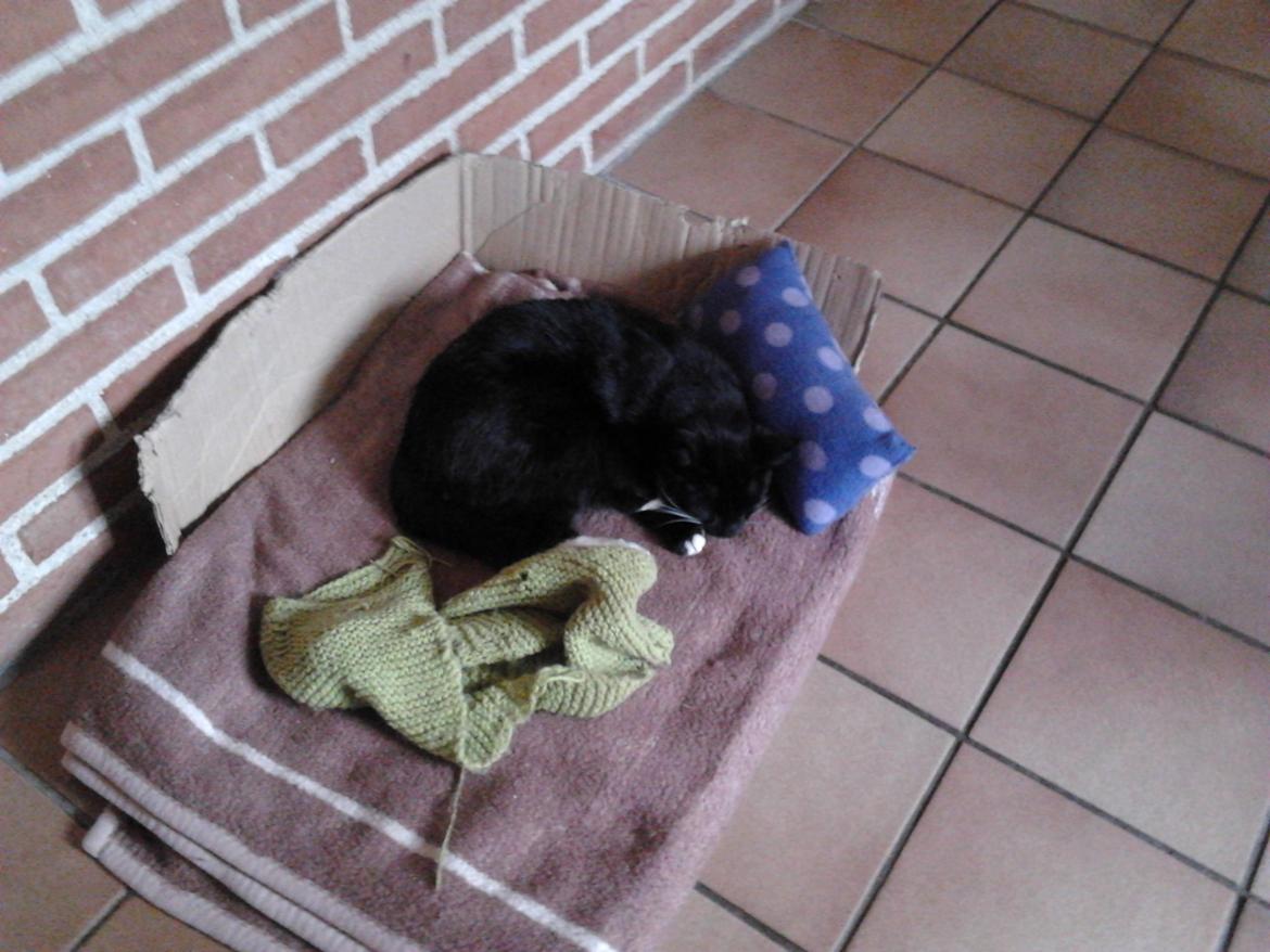 Huskat Speedy (Spring mesteren) billede 10