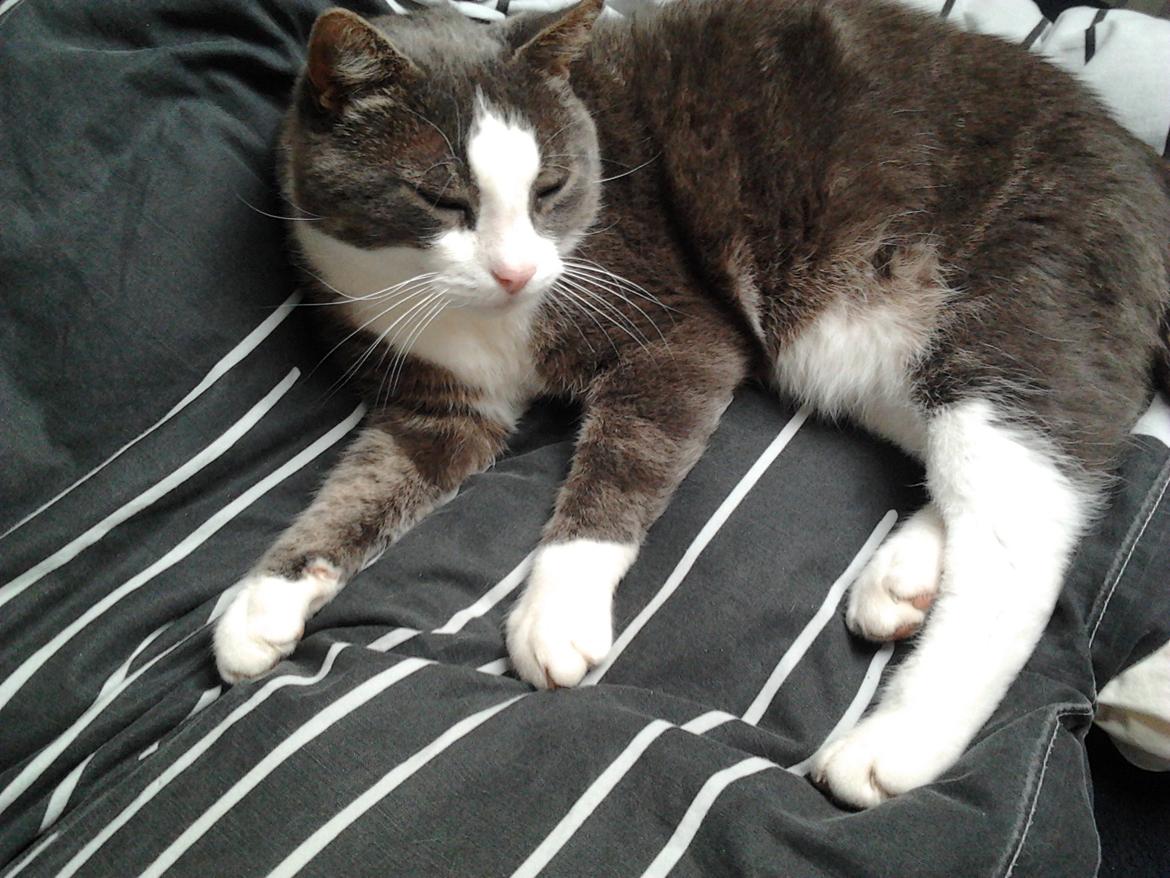 Huskat Simba billede 2