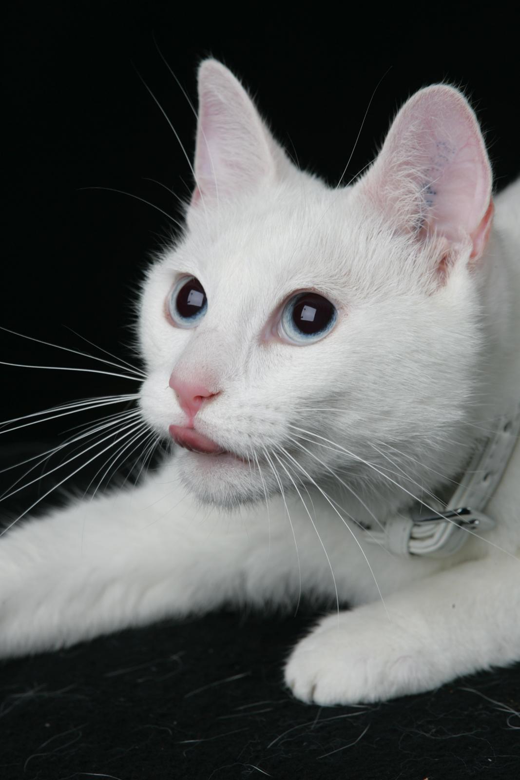 Huskat Tumle <3 Min drømme kat <3 Mit hjerte barn <3 billede 2