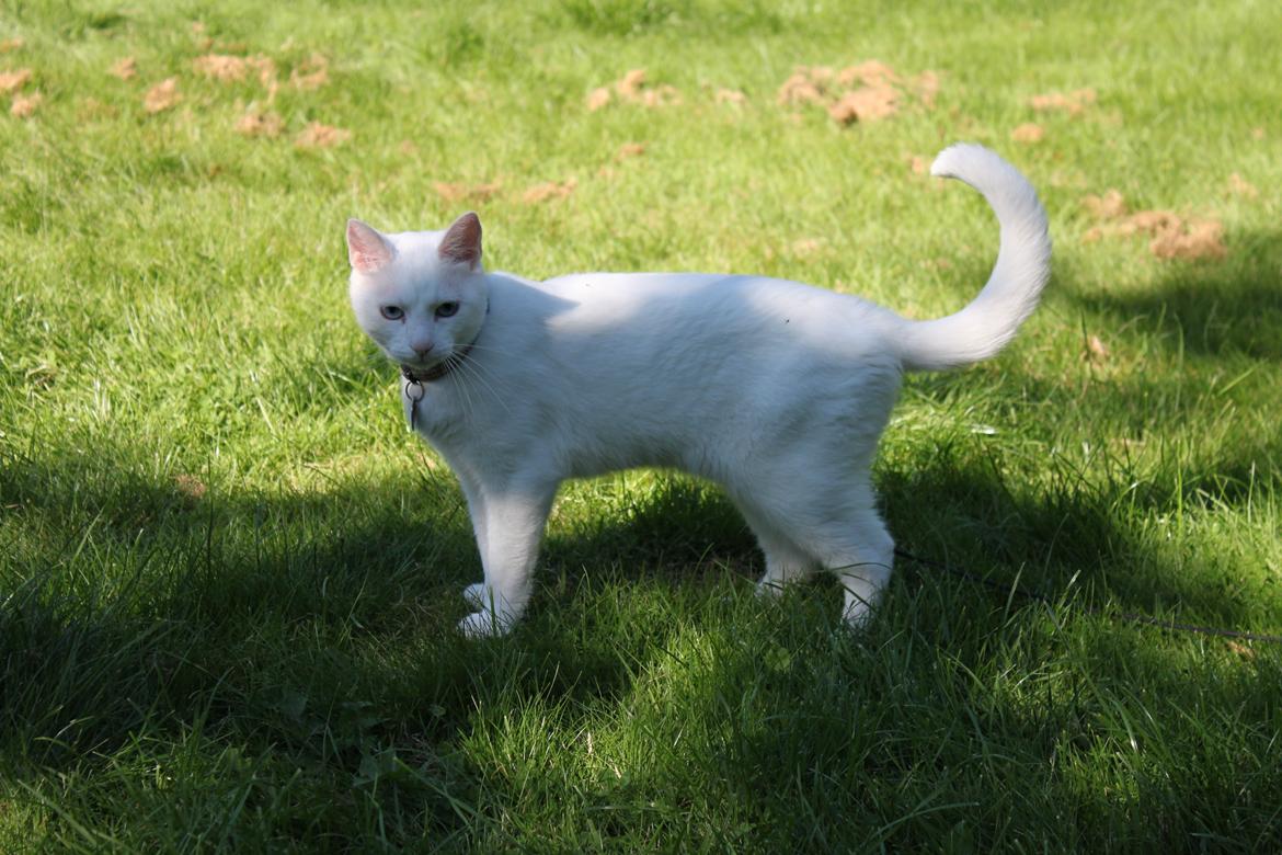 Huskat Tumle <3 Min drømme kat <3 Mit hjerte barn <3 billede 18