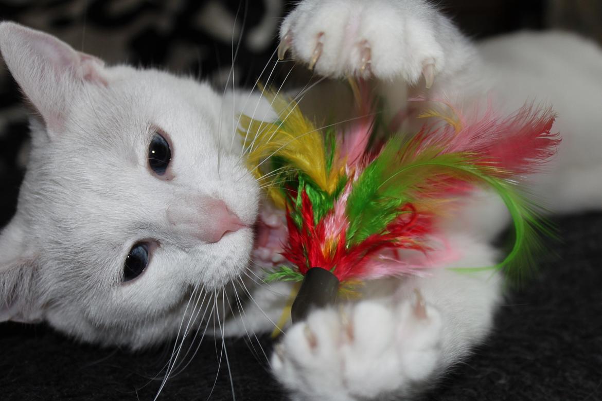 Huskat Tumle <3 Min drømme kat <3 Mit hjerte barn <3 billede 3