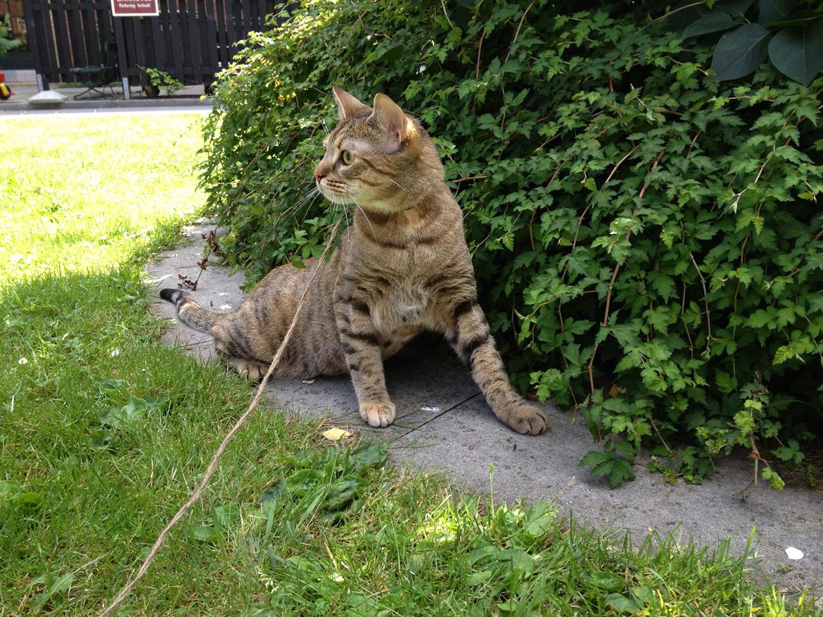 Blanding af racer Sniper billede 17