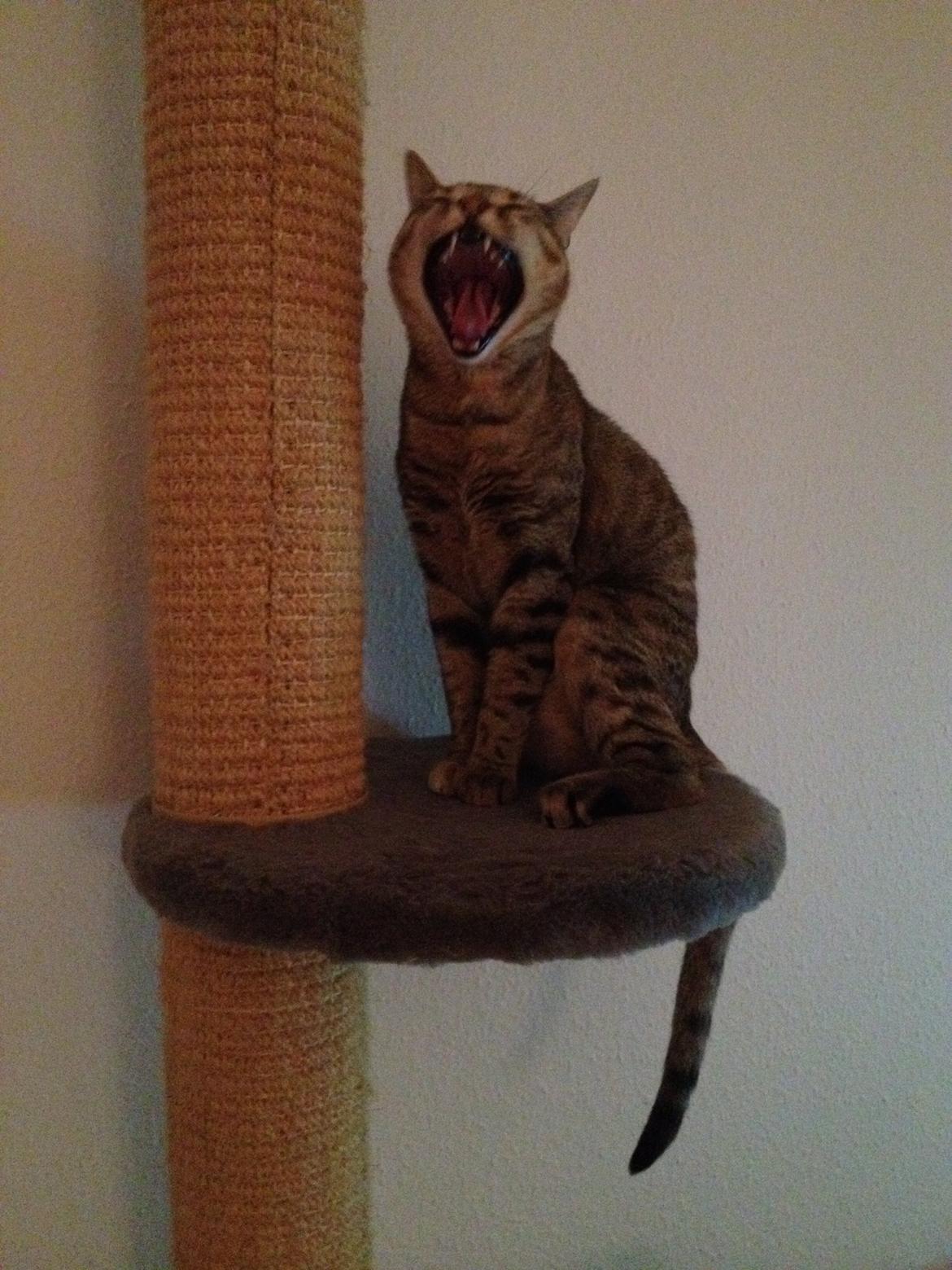 Blanding af racer Sniper billede 15