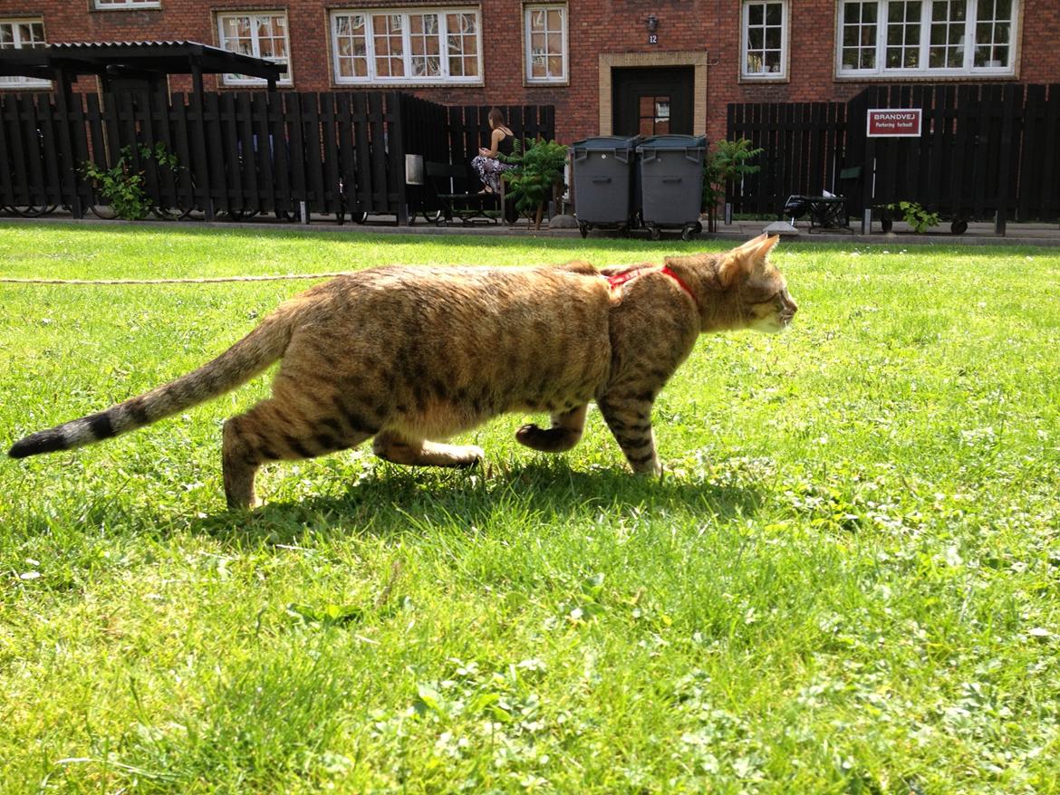 Blanding af racer Sniper billede 18