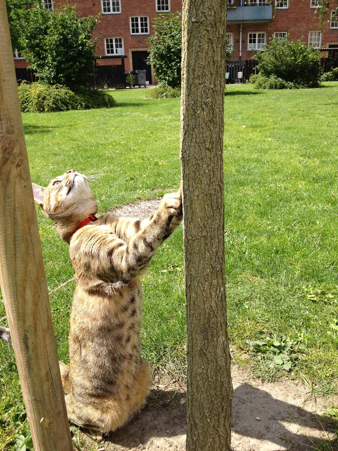 Blanding af racer Sniper billede 19