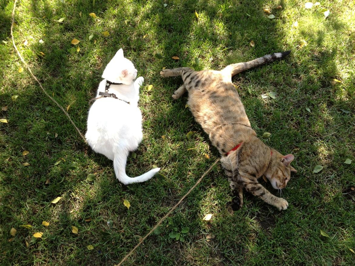 Blanding af racer Sniper billede 20