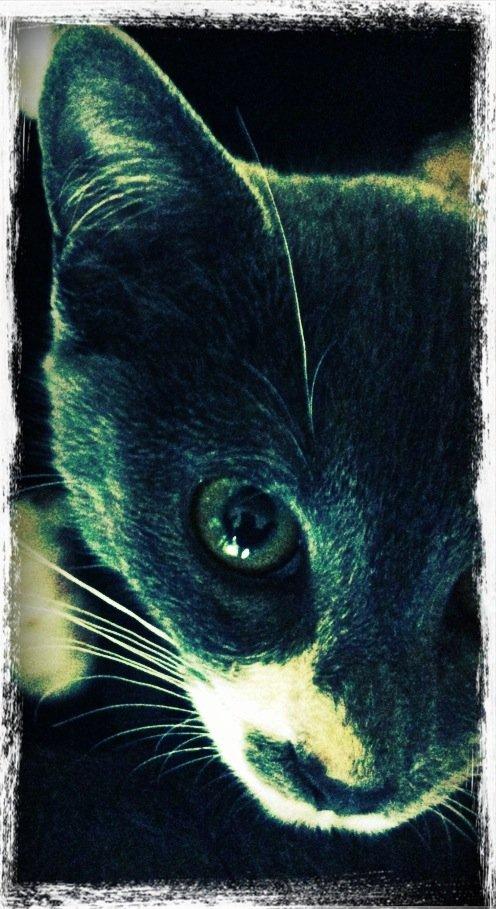 Huskat Robin hood - min meget flotte lille hankat.  billede 1