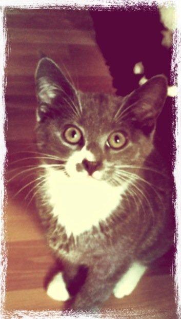 Huskat Robin hood billede 2