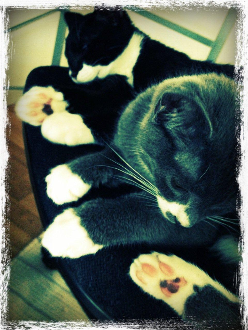 Huskat Robin hood billede 4