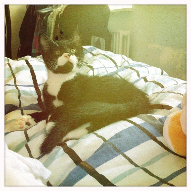 Huskat Lille John billede 3