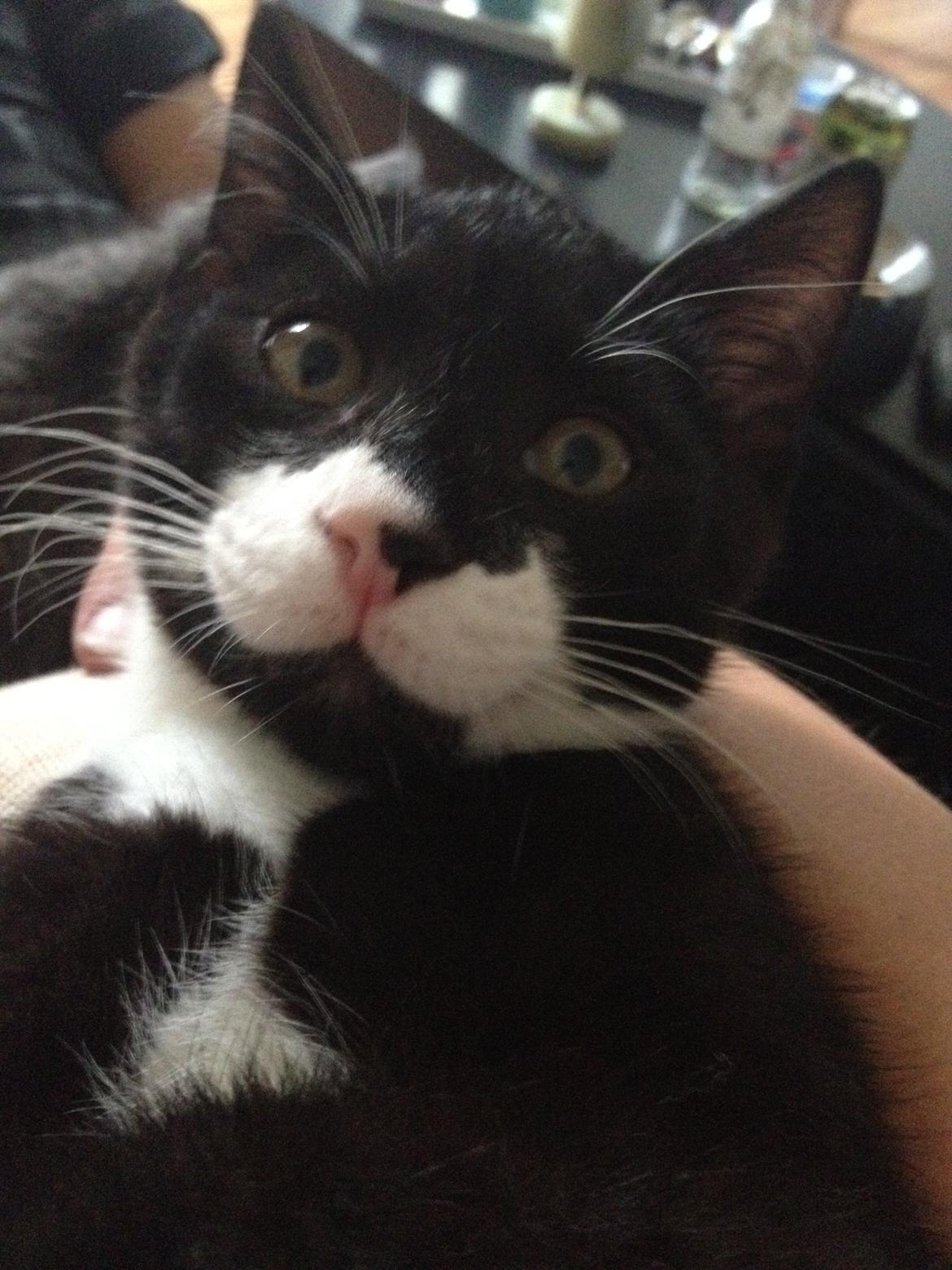 Huskat Lille John billede 6