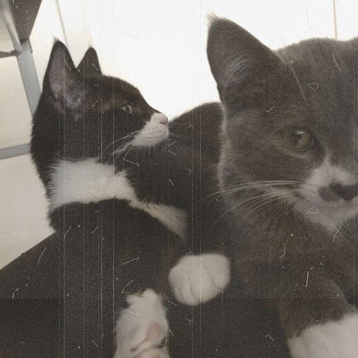 Huskat Lille John billede 7