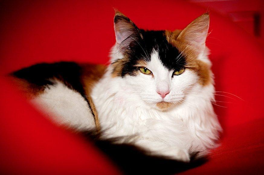 Blanding af racer Maggie McFish billede 1