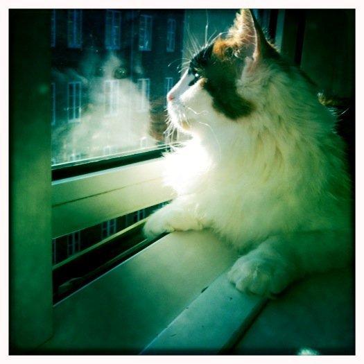 Blanding af racer Maggie McFish billede 2