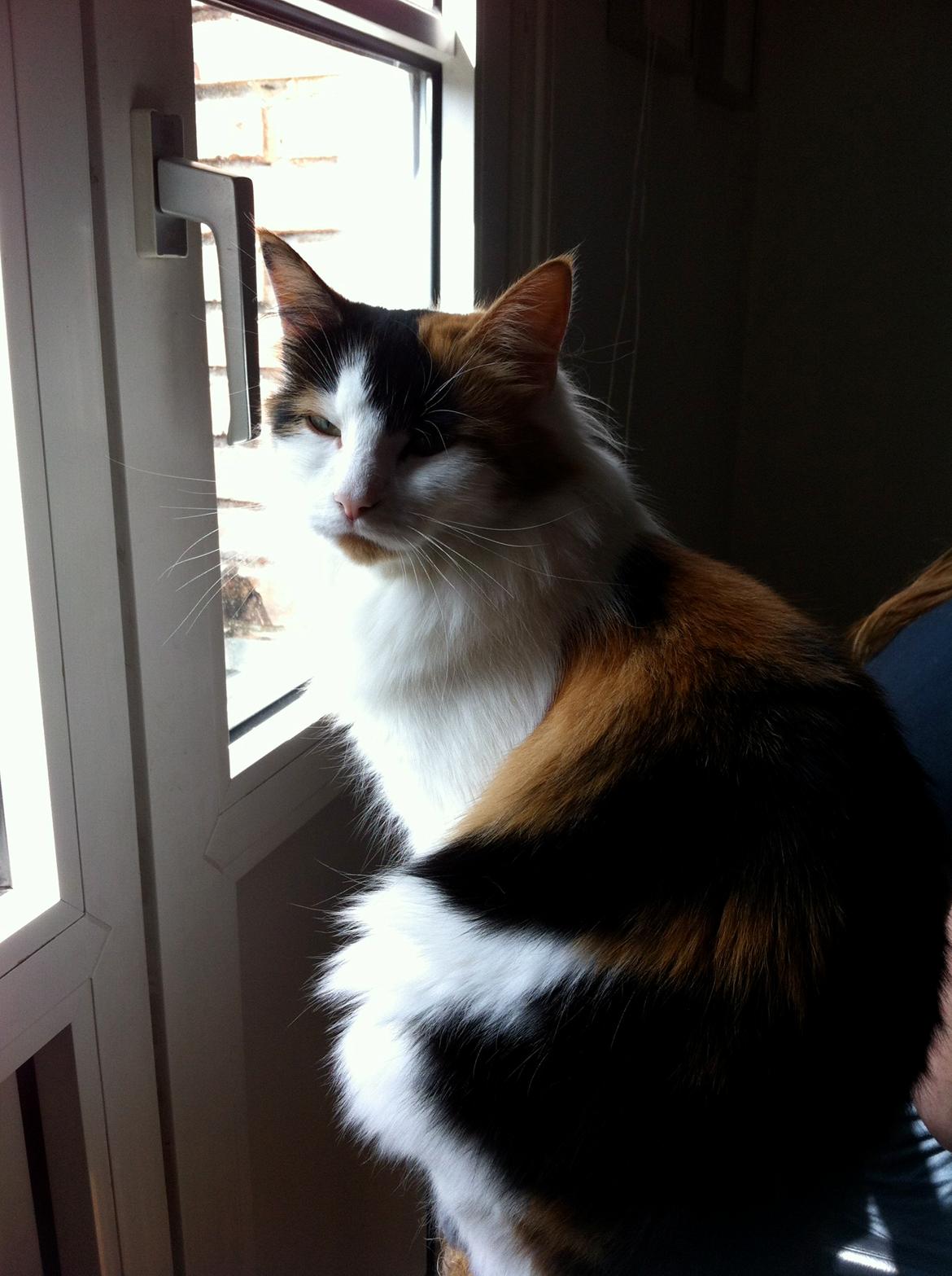 Blanding af racer Maggie McFish billede 4