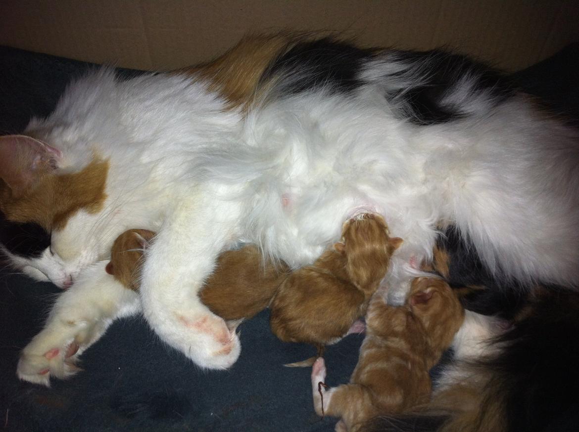 Blanding af racer Maggie McFish billede 5