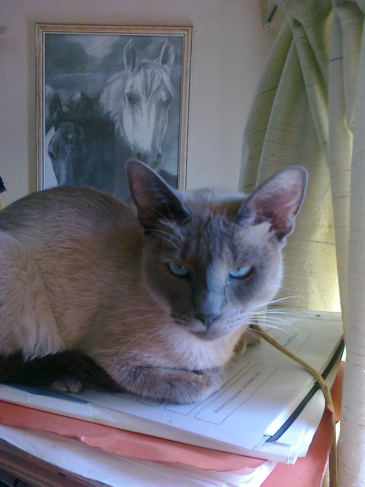 Blanding af racer Blue Delle R.I.P billede 18