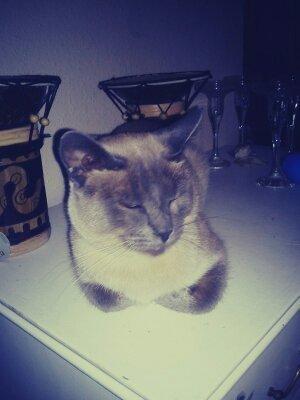 Blanding af racer Blue Delle R.I.P billede 17