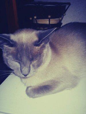 Blanding af racer Blue Delle R.I.P billede 16