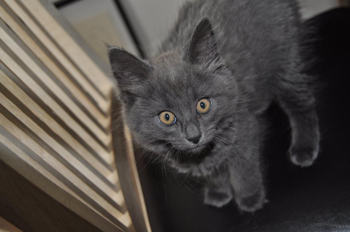 Blanding af racer Cleo billede 1