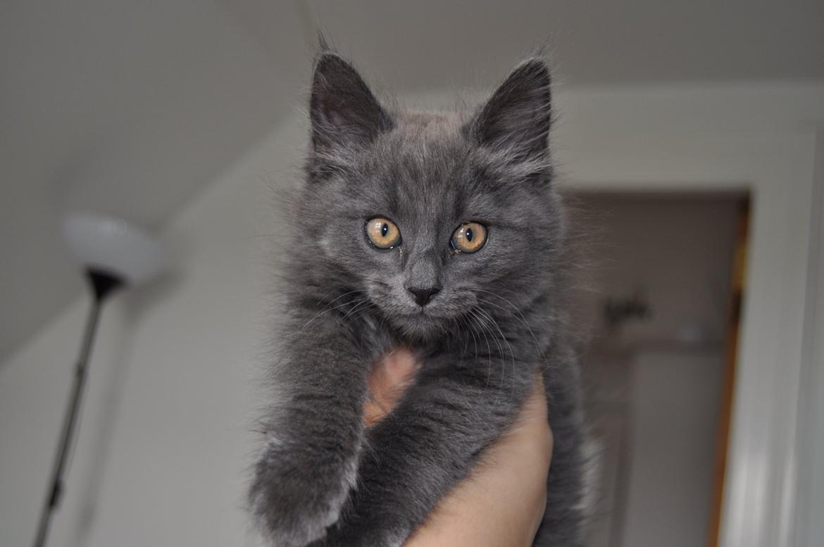 Blanding af racer Cleo billede 2