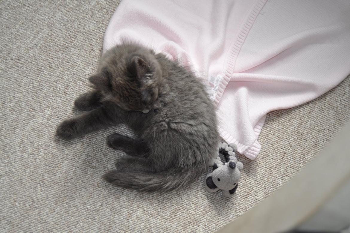 Blanding af racer Cleo billede 3