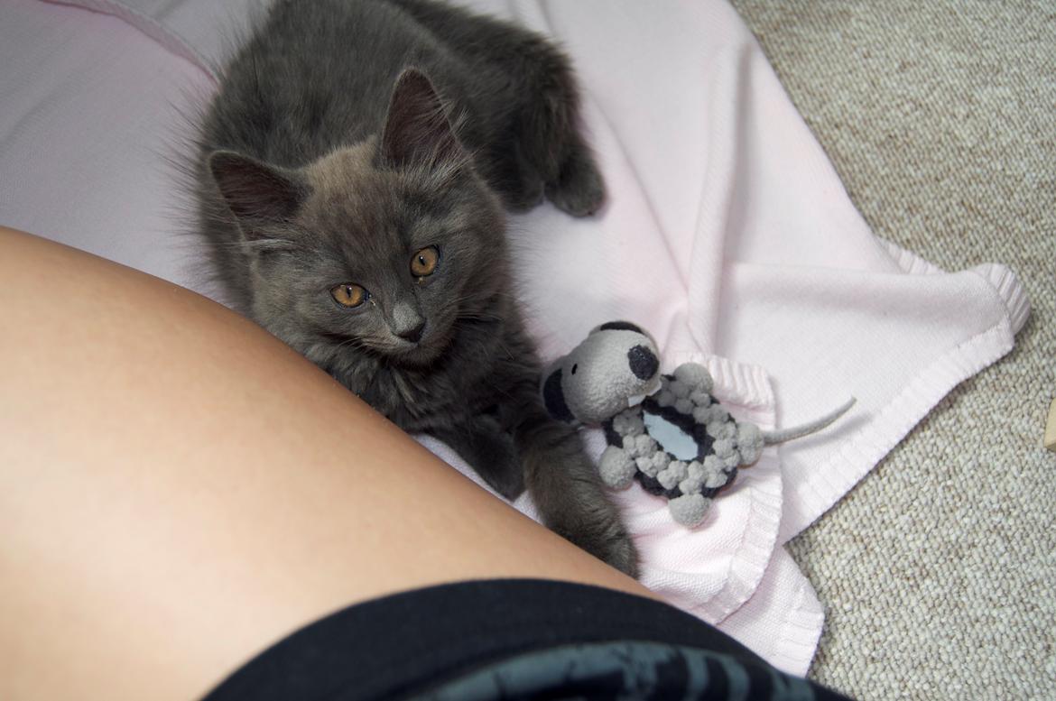 Blanding af racer Cleo billede 4