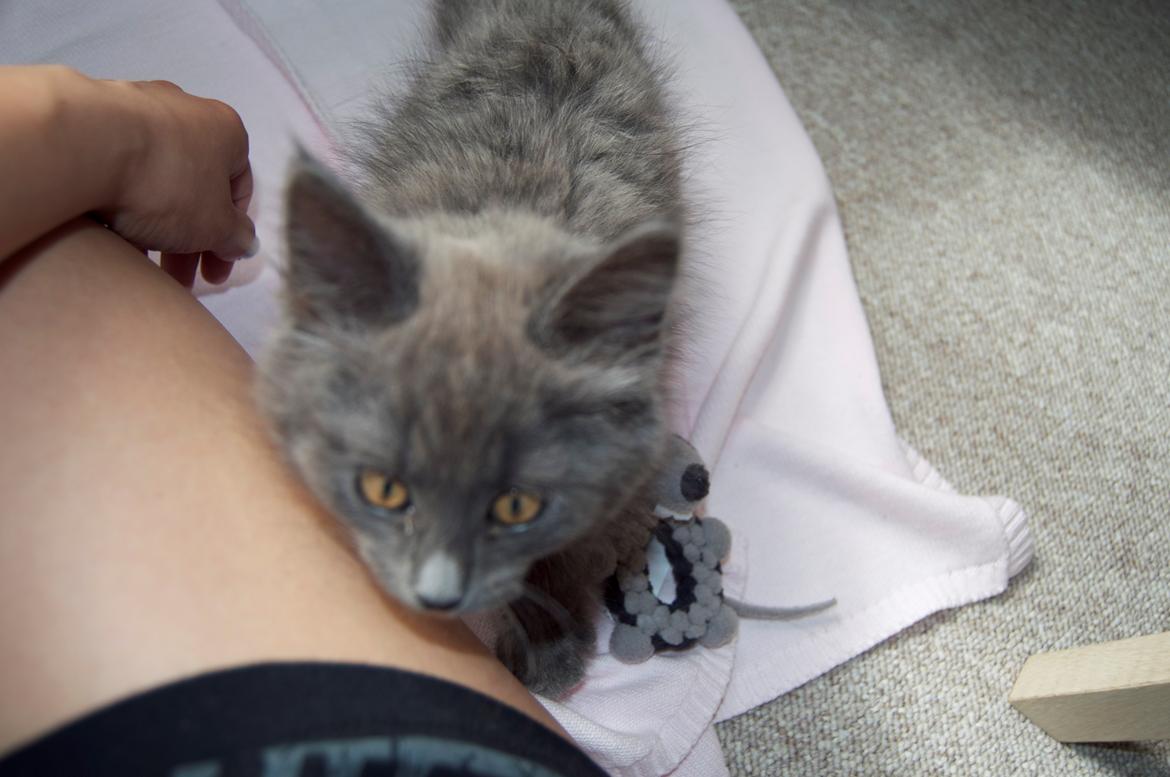 Blanding af racer Cleo billede 5