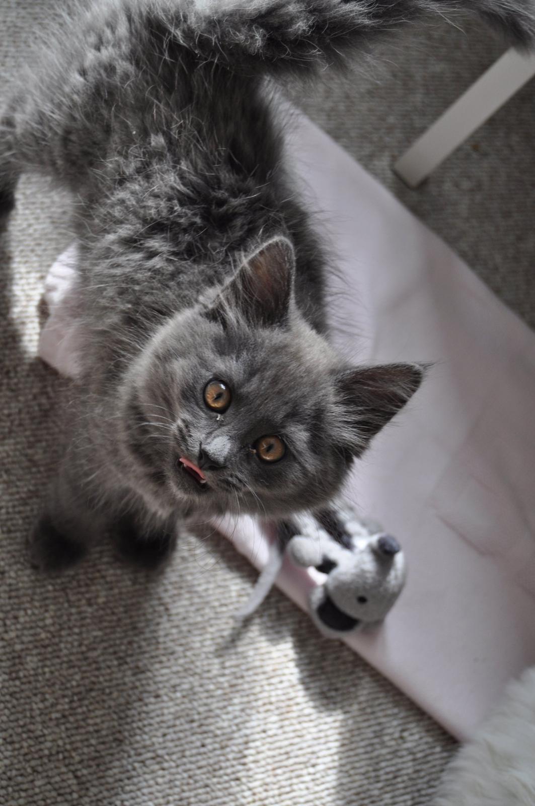 Blanding af racer Cleo - " Mijaaaw " :p billede 6