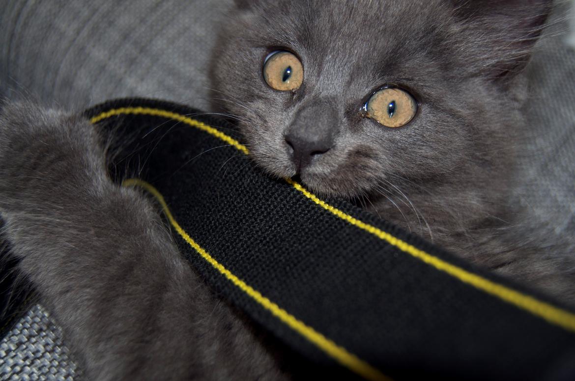 Blanding af racer Cleo billede 7