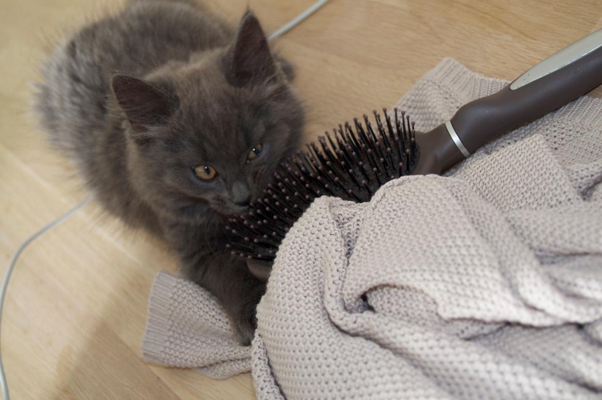 Blanding af racer Cleo billede 8