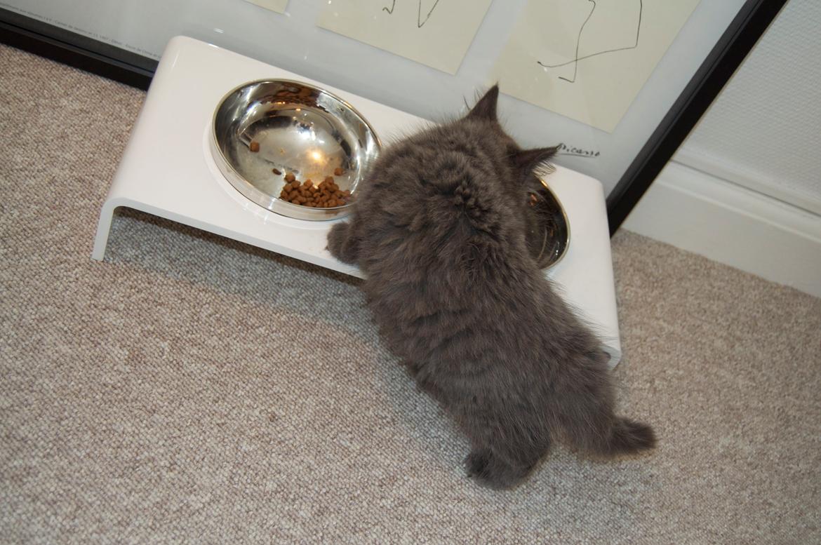 Blanding af racer Cleo billede 9