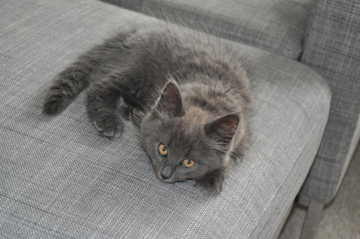 Blanding af racer Cleo billede 10