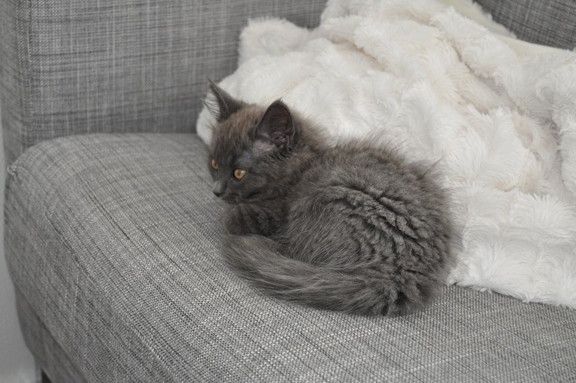 Blanding af racer Cleo billede 11