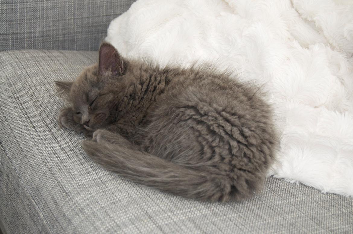 Blanding af racer Cleo billede 12