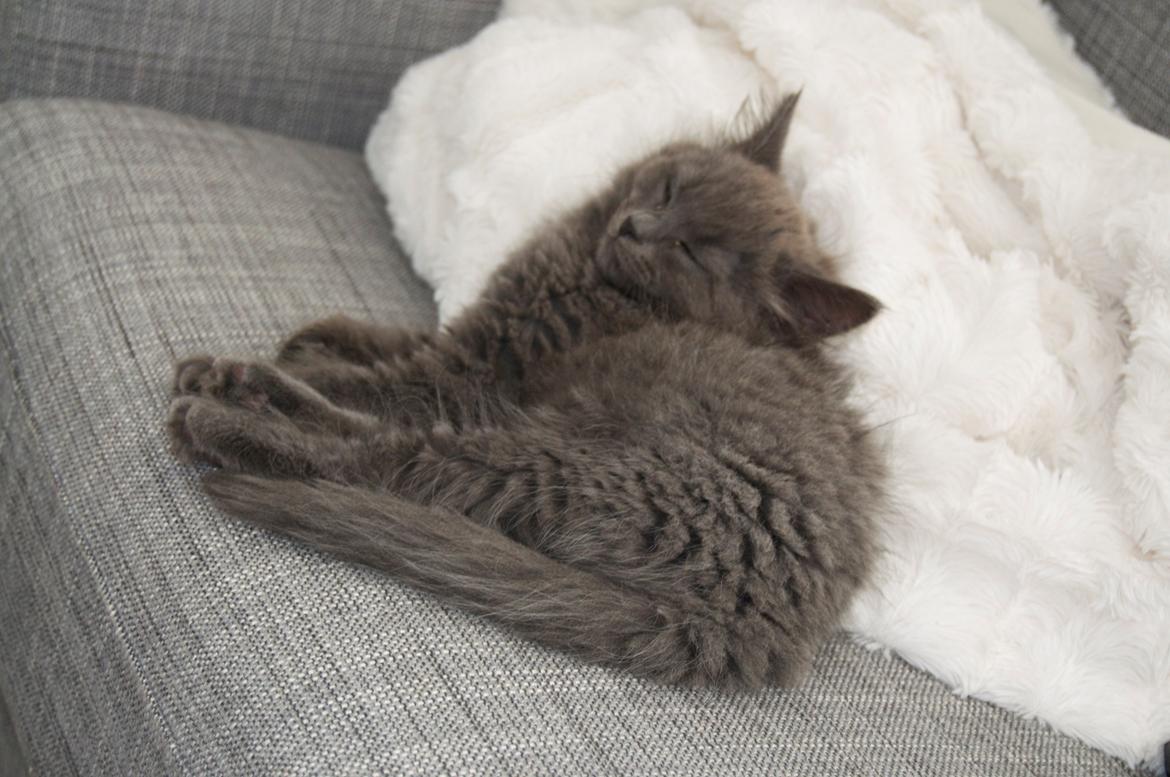 Blanding af racer Cleo - Hun er kær når hun sover ;) billede 13