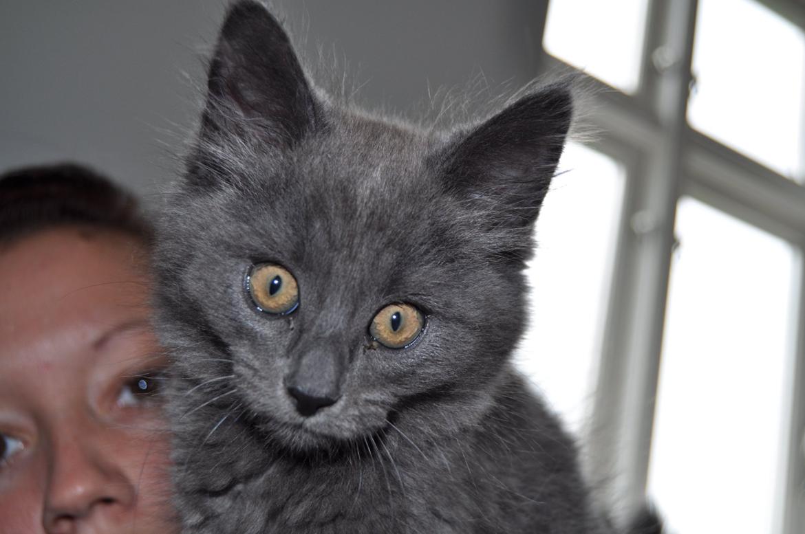 Blanding af racer Cleo billede 14