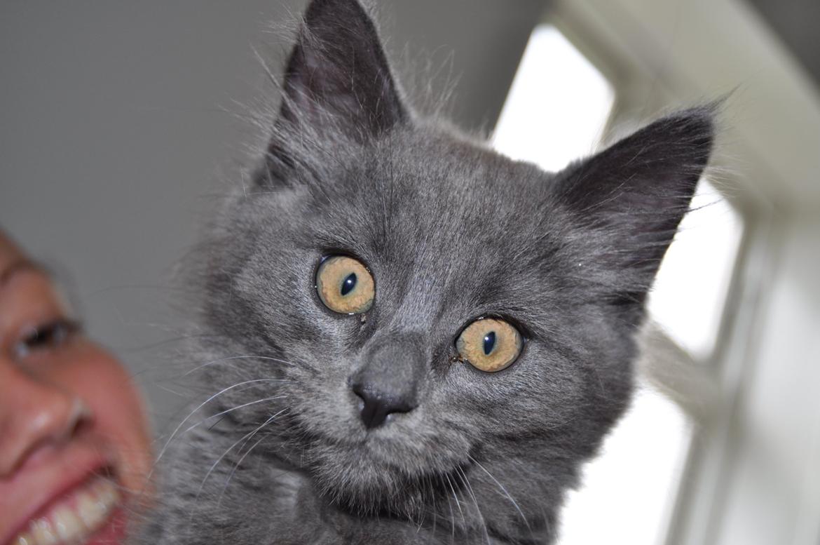 Blanding af racer Cleo billede 15