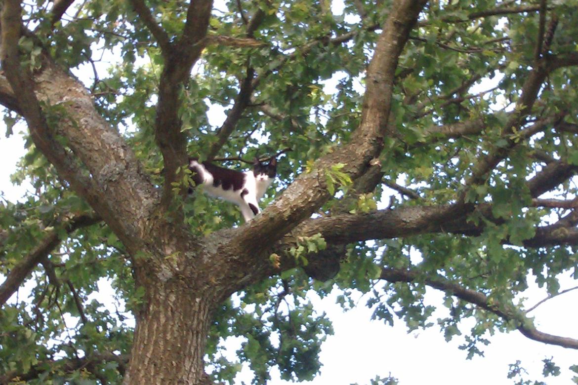 Blanding af racer Miska billede 8