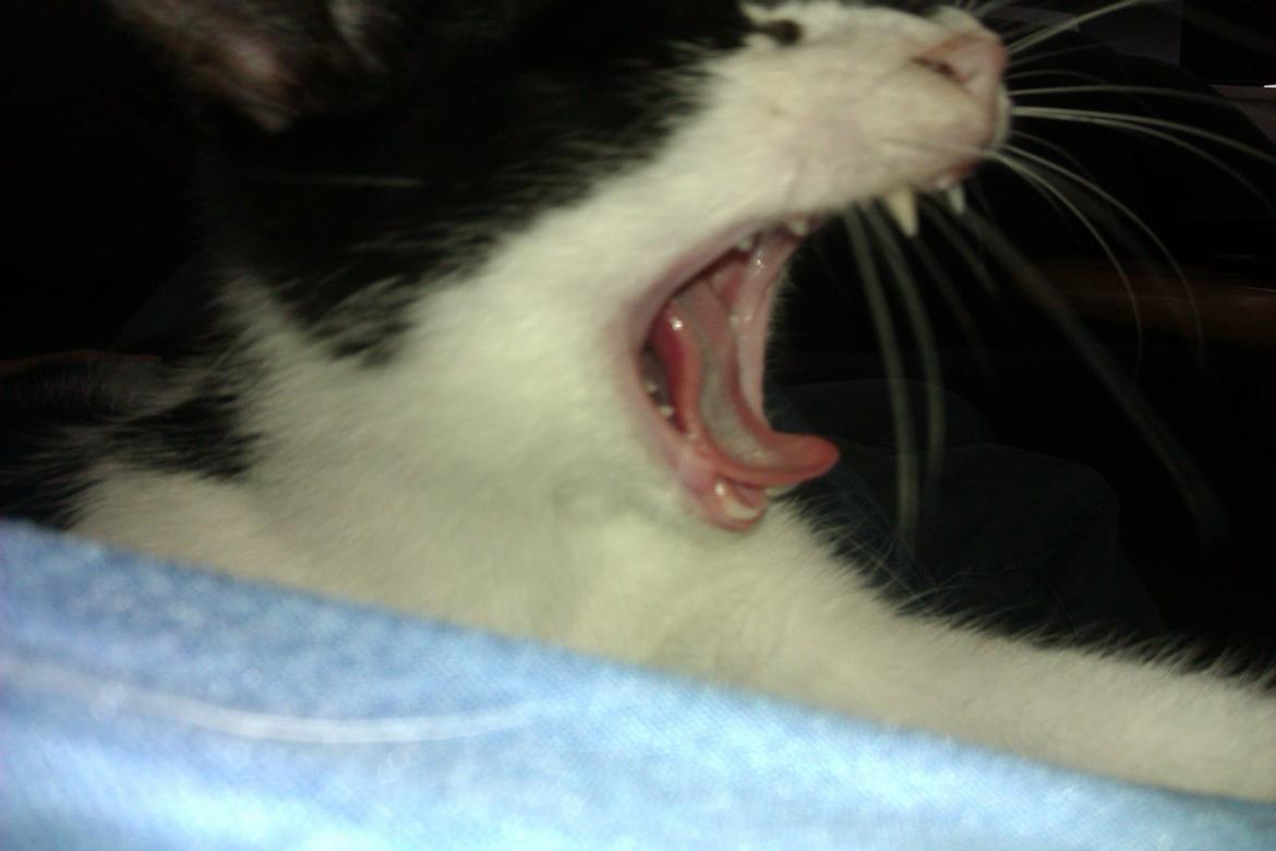 Blanding af racer Miska billede 9