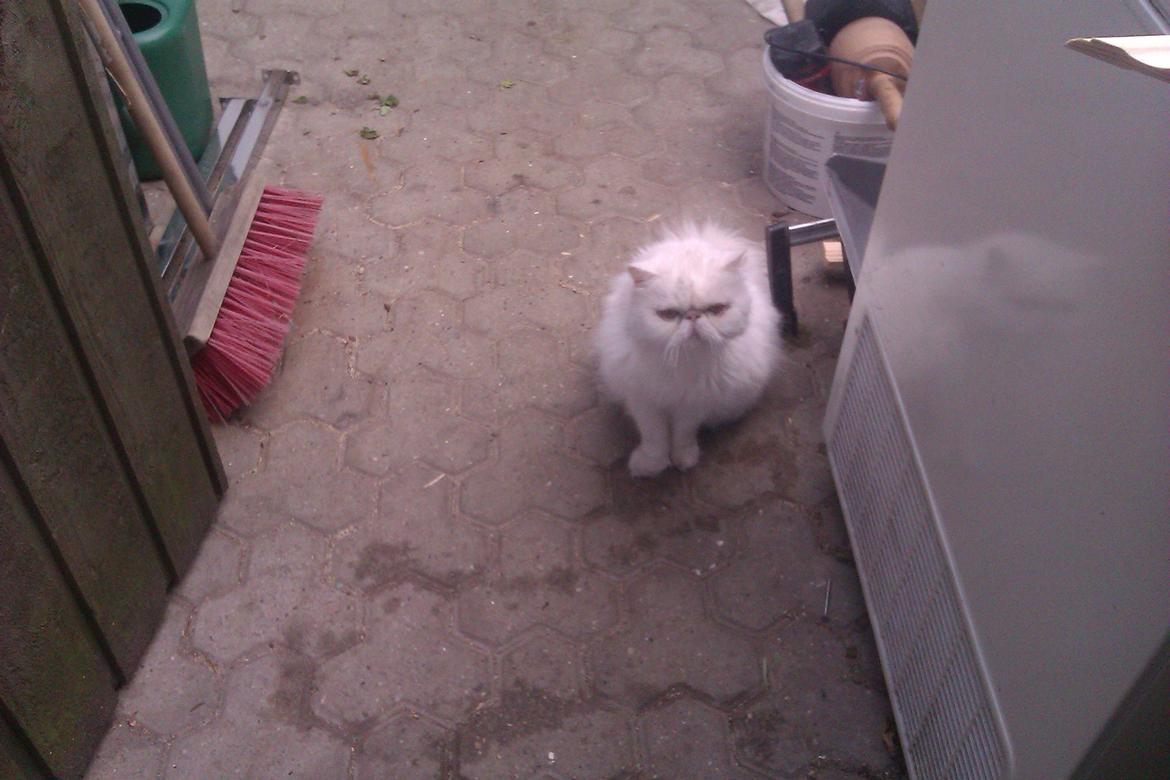 Perser Bonna´s Snow Jason † R.I.P. 2011 - Jason sidder lige så pænt og venter :-) billede 4