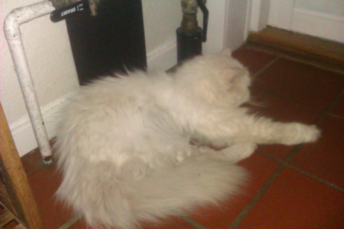 Perser Bonna´s Snow Jason † R.I.P. 2011 billede 13