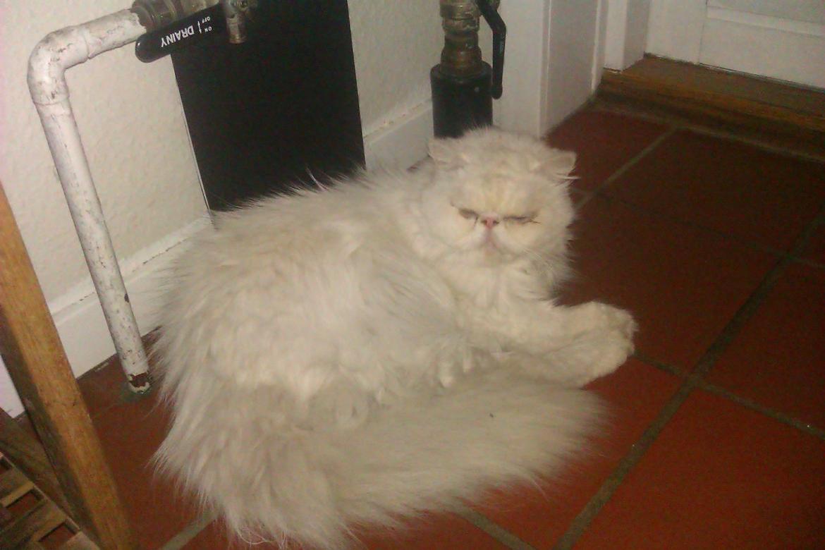 Perser Bonna´s Snow Jason † R.I.P. 2011 - jason ligger og nyder gulv varmen :-) billede 14