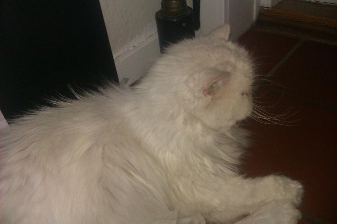 Perser Bonna´s Snow Jason † R.I.P. 2011 billede 15