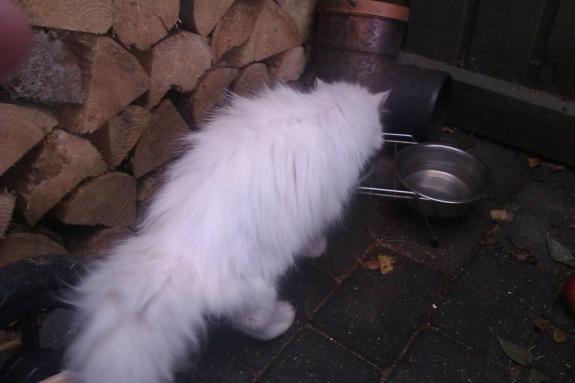 Perser Bonna´s Snow Jason † R.I.P. 2011 billede 5