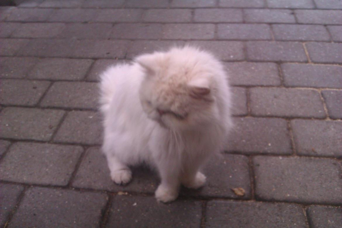 Perser Bonna´s Snow Jason † R.I.P. 2011 - hi hi sådan har stod han altid når han undersøgte noget :-D  billede 16