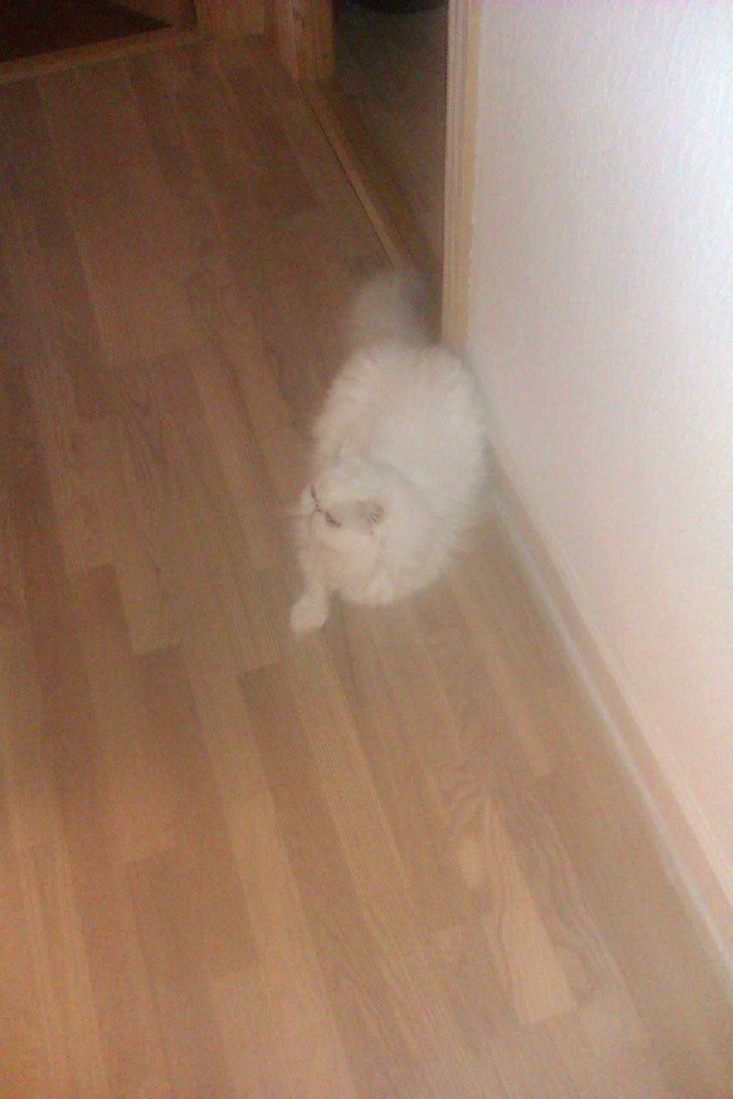 Perser Bonna´s Snow Jason † R.I.P. 2011 billede 17